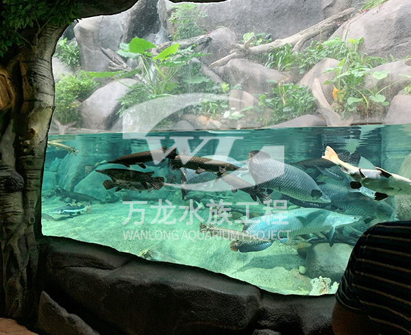 水族工程如何構建景觀和布局？