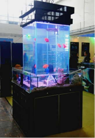 如何清理亞克力觀賞魚缸