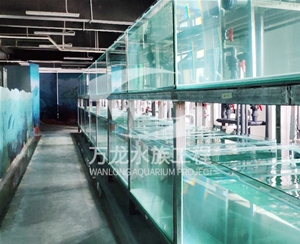 表演魚缸為什么有異味
