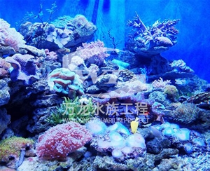 負(fù)壓魚缸的過濾器使用特點